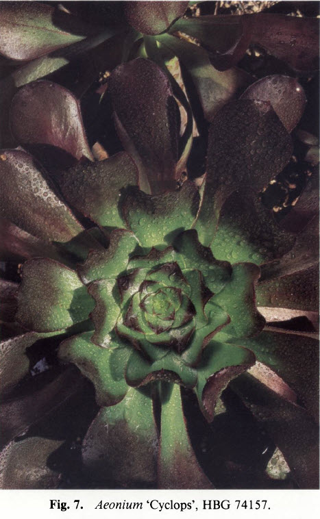 独眼巨人 Aeonium Cyclops