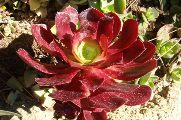 独眼巨人 Aeonium Cyclops