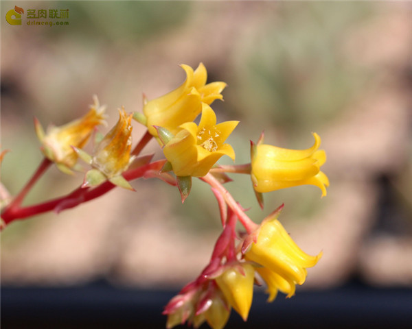 弗拉明戈 Echeveria 'Flamenco'