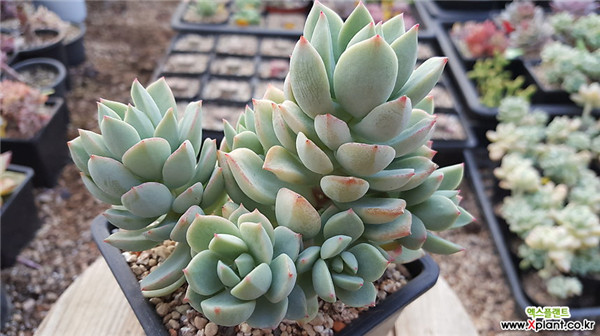 群月冠 Echeveria Gungekkan