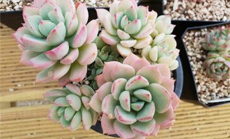 群月冠 Echeveria Gungekkan