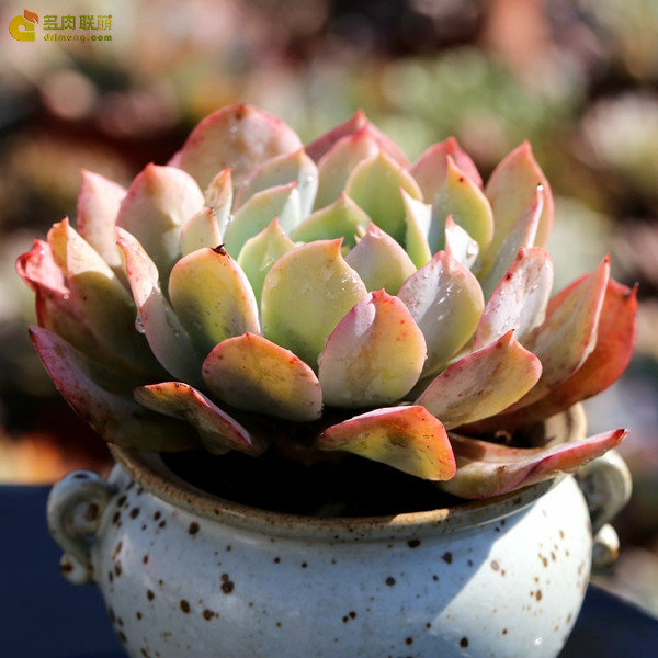 赫斯塔 Echeveria 'Herstal'