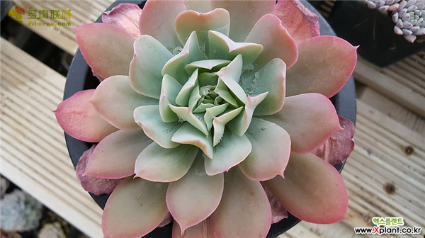 赫斯塔 Echeveria 'Herstal'