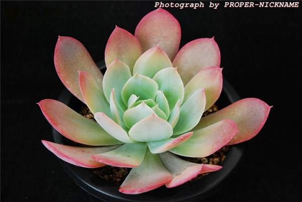 赫斯塔 Echeveria 'Herstal'