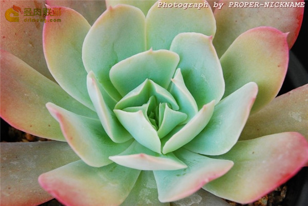 赫斯塔 Echeveria 'Herstal'