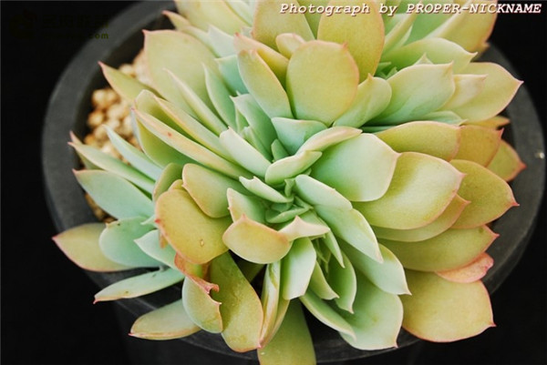 赫斯塔 Echeveria 'Herstal'