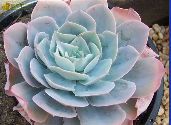 赫斯塔 Echeveria 'Herstal'