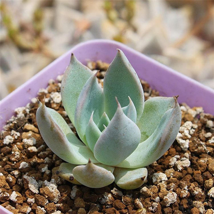 蒙恰卡 Echeveria cuspidate Menchaca