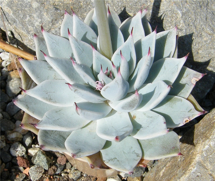 蒙恰卡 Echeveria cuspidate Menchaca