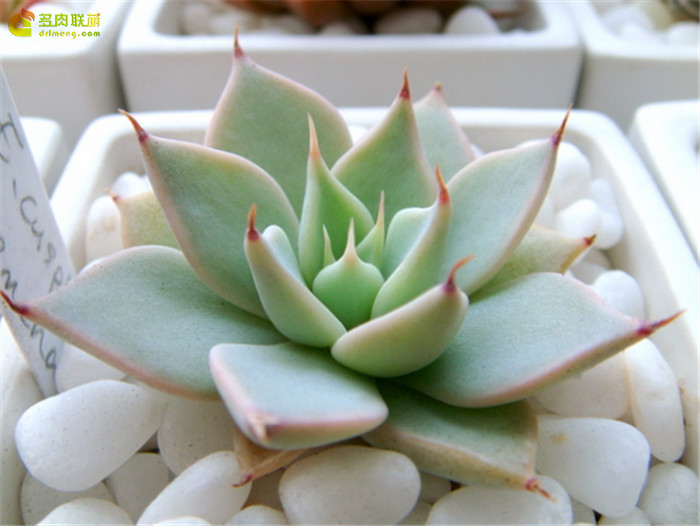 蒙恰卡 Echeveria cuspidate Menchaca