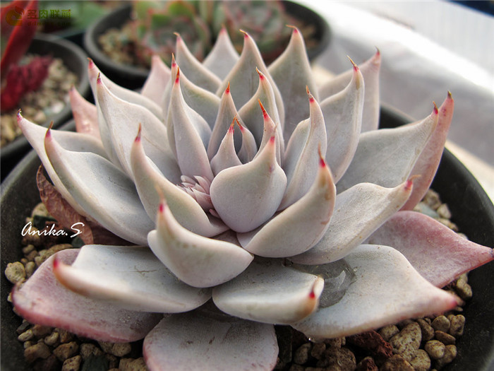 蒙恰卡 Echeveria cuspidate Menchaca