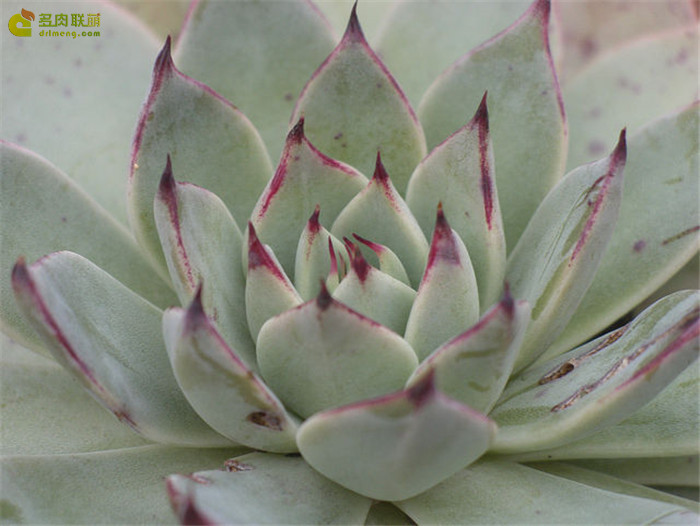 蒙恰卡 Echeveria cuspidate Menchaca