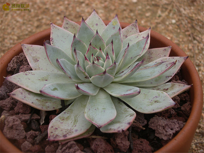 蒙恰卡 Echeveria cuspidate Menchaca