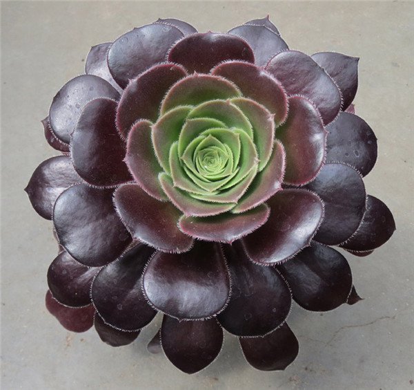 巫毒法师 Aeonium Voodoo