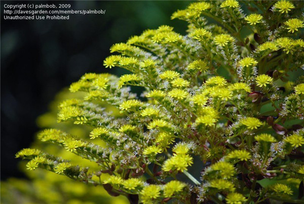 巫毒法师 Aeonium Voodoo