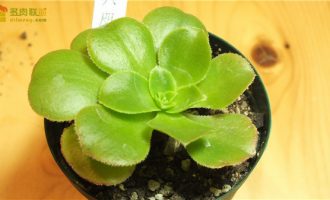 八尺镜不像镜