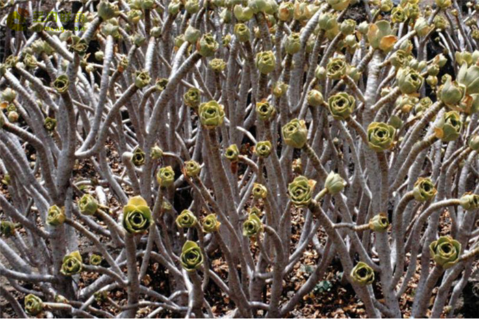 香馥法师 Aeonium balsamiferum