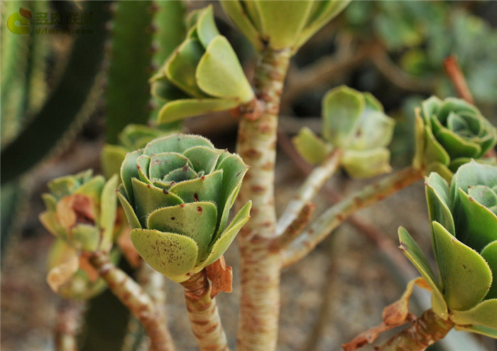 香馥法师 Aeonium balsamiferum