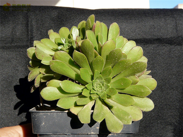 冰羽门客 Aeonium x nogalesii nothovar. dasyphyllum