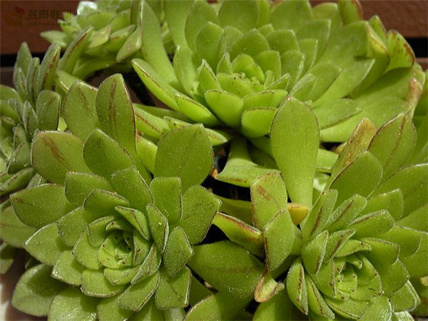 冰羽门客 Aeonium x nogalesii nothovar. dasyphyllum