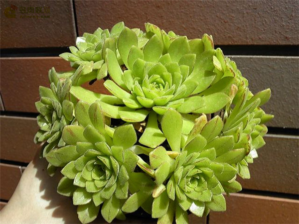 冰羽门客 Aeonium x nogalesii nothovar. dasyphyllum