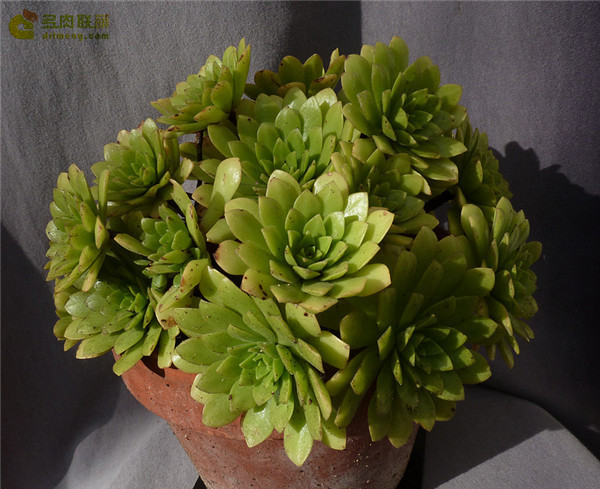 冰羽门客 Aeonium x nogalesii nothovar. dasyphyllum