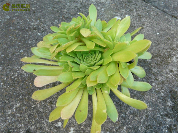 冰羽门客 Aeonium x nogalesii nothovar. dasyphyllum