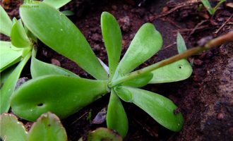 金明灭 Echeveria calycosa