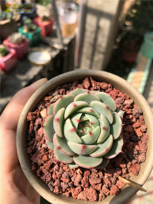 春天里，深圳的多肉