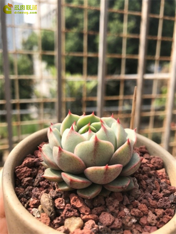 春天里，深圳的多肉