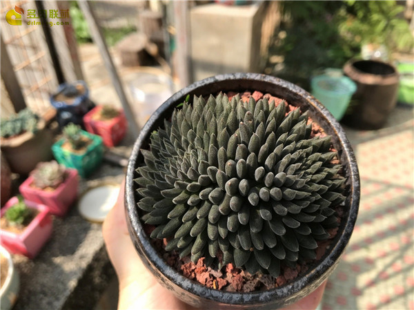 春天里，深圳的多肉