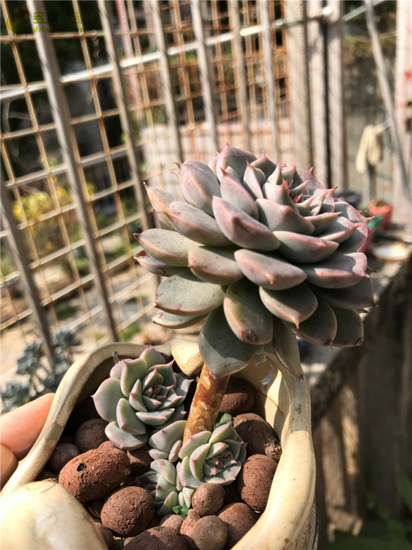 春天里，深圳的多肉