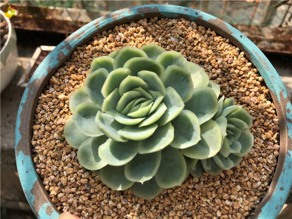 春天里，深圳的多肉