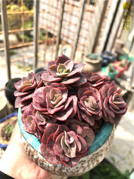 春天里，深圳的多肉