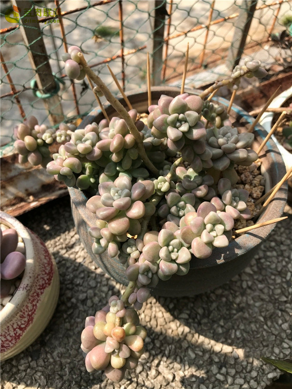 春天里，深圳的多肉