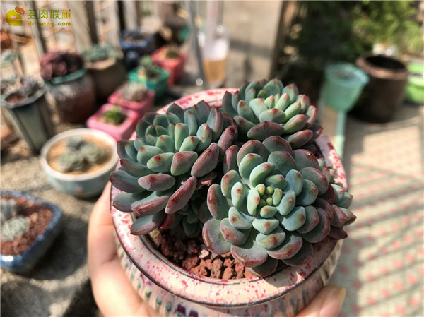 春天里，深圳的多肉