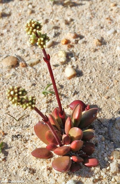  克拉夫 Crassula clavata