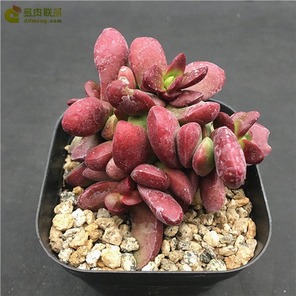 克拉夫 Crassula clavata