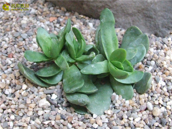 克拉夫 Crassula clavata