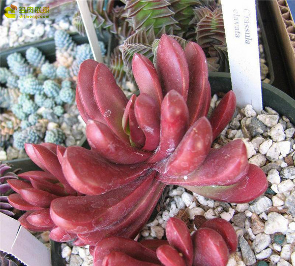 克拉夫 Crassula clavata