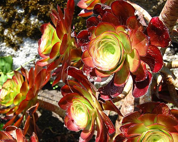 独眼巨人 Aeonium Cyclops