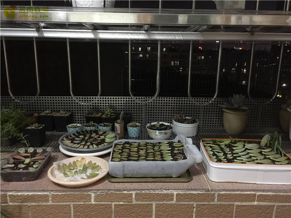 赫拉的成长过程