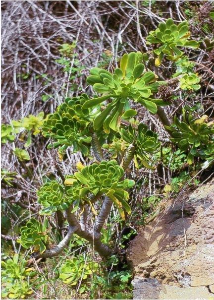 绿法师 Aeonium arboreum var. arboreum