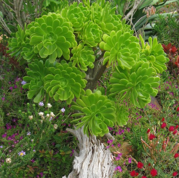 绿法师 Aeonium arboreum var. arboreum