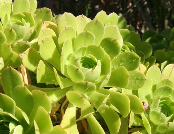 绿法师 Aeonium arboreum var. arboreum