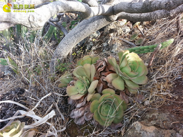 隐霜莲 Aeonium canariense var. palmense