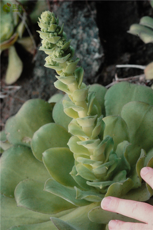 隐霜莲 Aeonium canariense var. palmense