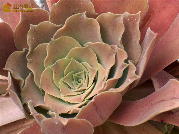 隐霜莲 Aeonium canariense var. palmense