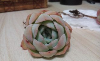 月影系的水莲