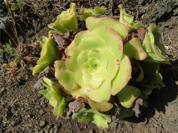 软绒盘 Aeonium canariense var. subplanum